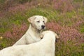 Portrait of young white Labrador Retriever Dog Puppy in field Royalty Free Stock Photo