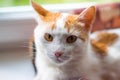 Portrait of a young white-red kitty Royalty Free Stock Photo