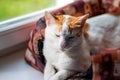 Portrait of a young white-red kitty in a basket Royalty Free Stock Photo