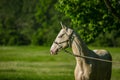 Portrait of young white stallion of Akhal Teke horse breed Royalty Free Stock Photo