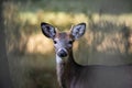 Portrait of a Young Whitetail Buck Deer with a Broken Antler Royalty Free Stock Photo