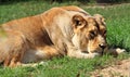 Portrait of young wild african lion Royalty Free Stock Photo