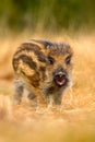 Portrait of young Wild boar, Sus scrofa, running in the grass meadow, red autumn forest in background, animal in the grass habitat Royalty Free Stock Photo