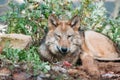 Portrait Of A Young Wolf