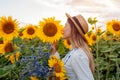 Portrait of young woman walking in blooming sunflower field at sunset smelling picking flowers. Summer in Ukraine Royalty Free Stock Photo