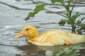 Portrait of a young yellow duckling, swimming in the lake water. Duck in a pond and circles from a drop on the water Royalty Free Stock Photo