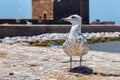 Portrait of the young yellow-legged seagull in the Essaouira harbour. Morocco Royalty Free Stock Photo