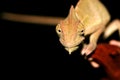 Portrait of a young yemen/veiled chameleon Royalty Free Stock Photo