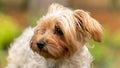 Portrait young Yorkshire terrier female Royalty Free Stock Photo