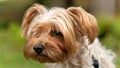 Portrait young Yorkshire terrier female Royalty Free Stock Photo