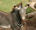 A Portrait of a Young Zebra