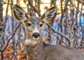 Portrait of a Younger Deer Royalty Free Stock Photo