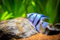 Portrait of a zebra Angelfish in tank fish with blurred background Pterophyllum scalare Royalty Free Stock Photo