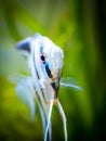 Portrait of a zebra Angelfish in tank fish with blurred background Pterophyllum scalare Royalty Free Stock Photo