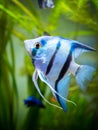 Portrait of a zebra Angelfish in tank fish with blurred background Pterophyllum scalare Royalty Free Stock Photo