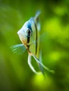 Portrait of a zebra Angelfish in tank fish with blurred background Pterophyllum scalare Royalty Free Stock Photo