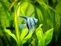 Portrait of a zebra Angelfish in tank fish with blurred background Pterophyllum scalare Royalty Free Stock Photo