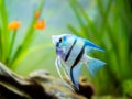 Portrait of a zebra Angelfish in tank fish with blurred background Pterophyllum scalare Royalty Free Stock Photo