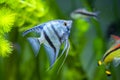 zebra Angelfish in tank fish with blurred background (Pterophyllum scalare Royalty Free Stock Photo