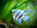 Portrait of a zebra Angelfish in tank fish with blurred background Pterophyllum scalare