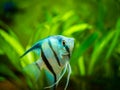 Portrait of a zebra Angelfish in tank fish with blurred background Pterophyllum scalare Royalty Free Stock Photo