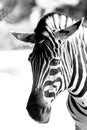 Portrait of a zebra. Animal in close-up.