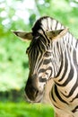 Portrait of a zebra. Animal in close-up.
