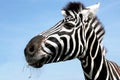 Portrait of a zebra with beautiful. Muzzle close up Royalty Free Stock Photo