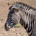 Portrait of a zebra with beautiful. Muzzle close up. Reservation