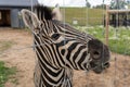 Portrait of a zebra behind metal fence in zoo Royalty Free Stock Photo