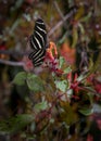 Portrait of a Zebra Butterfly on a Red Flower