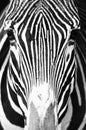 Portrait of a zebra close up Royalty Free Stock Photo