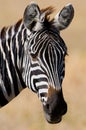 Portrait of a zebra. Close-up. Kenya. Tanzania. National Park. Serengeti. Maasai Mara. Royalty Free Stock Photo