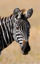 Portrait of a zebra. Close-up. Kenya. Tanzania. National Park. Serengeti. Maasai Mara. Royalty Free Stock Photo