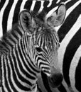 Portrait of a zebra. Close-up. Kenya. Tanzania. National Park. Serengeti. Maasai Mara. Royalty Free Stock Photo