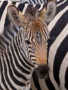 Portrait of a zebra. Close-up. Kenya. Tanzania. National Park. Serengeti. Maasai Mara. Royalty Free Stock Photo