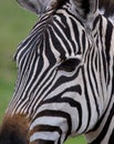 Portrait of a zebra. Close-up. Kenya. Tanzania. National Park. Serengeti. Maasai Mara. Royalty Free Stock Photo