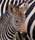 Portrait of a zebra. Close-up. Kenya. Tanzania. National Park. Serengeti. Maasai Mara. Royalty Free Stock Photo