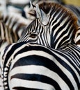 Portrait of a zebra. Close-up. Kenya. Tanzania. National Park. Serengeti. Maasai Mara. Royalty Free Stock Photo