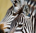 Portrait of a zebra. Close-up. Kenya. Tanzania. National Park. Serengeti. Maasai Mara. Royalty Free Stock Photo