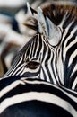 Portrait of a zebra. Close-up. Kenya. Tanzania. National Park. Serengeti. Maasai Mara. Royalty Free Stock Photo