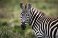 Portrait of a zebra. Close-up. Kenya. Tanzania. National Park. Serengeti. Maasai Mara. Royalty Free Stock Photo