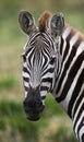 Portrait of a zebra. Close-up. Kenya. Tanzania. National Park. Serengeti. Maasai Mara. Royalty Free Stock Photo