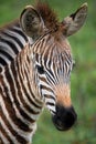 Portrait of a zebra. Close-up. Kenya. Tanzania. National Park. Serengeti. Maasai Mara. Royalty Free Stock Photo