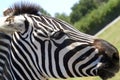 Portrait of a zebra. Close-up. The muzzle of a zebra.