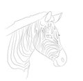 Portrait of zebra drawing lines, vector