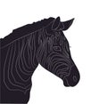 Portrait of zebra drawing silhouette, vector,