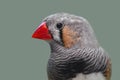 Portrait of zebra finch Royalty Free Stock Photo