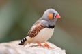 Zebra finch taeniopygia guttata Royalty Free Stock Photo