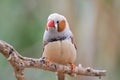 Zebra finch taeniopygia guttata Royalty Free Stock Photo